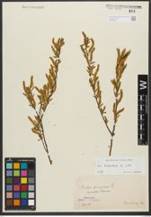 Foto von Salix triandra subsp. triandra L.